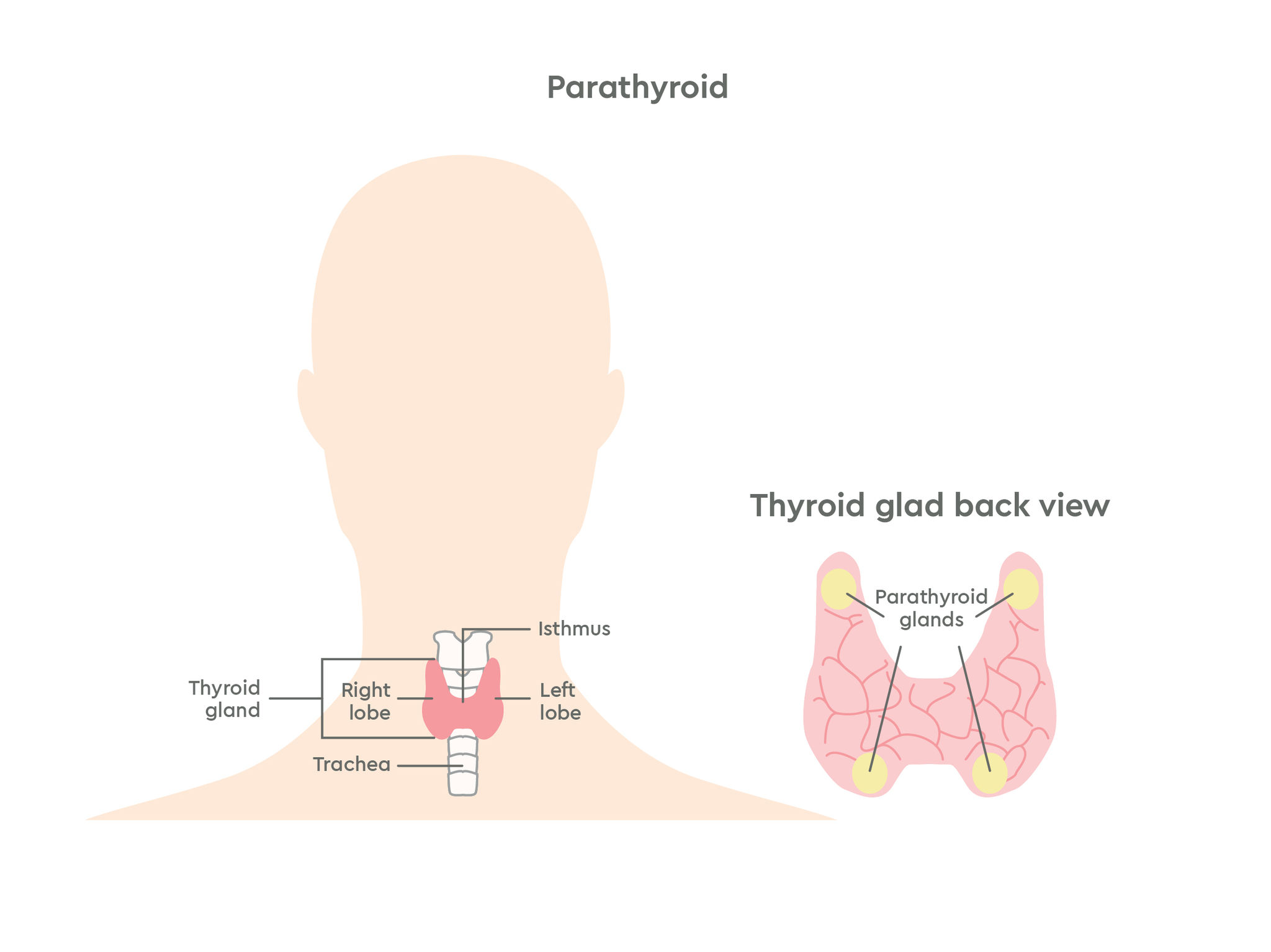 GC-Illustration--Parathyroid