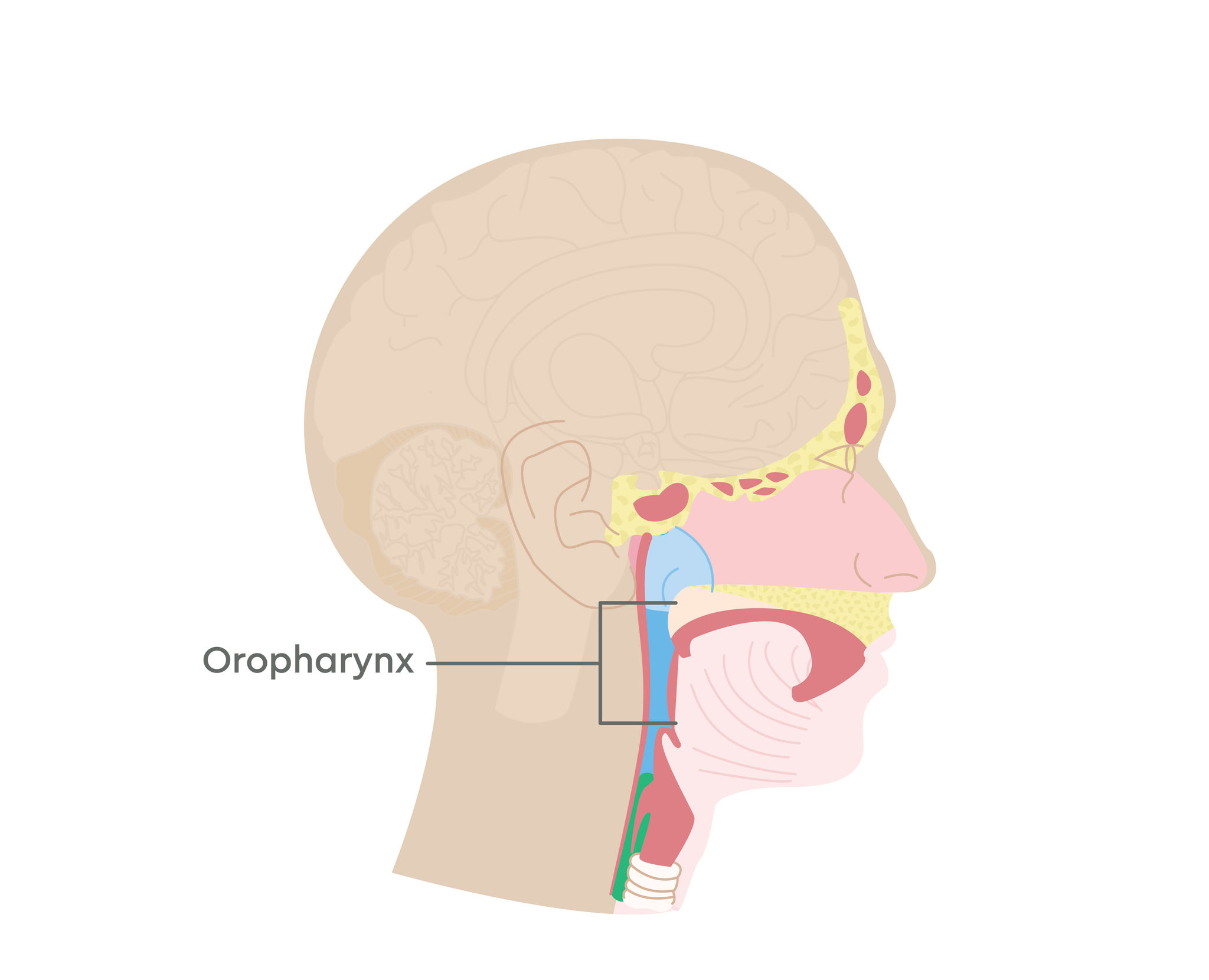 GC-Illustration--Oropharyngeal Cancer Graphic