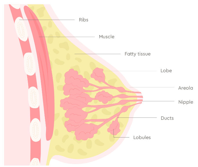 Breast illustrations