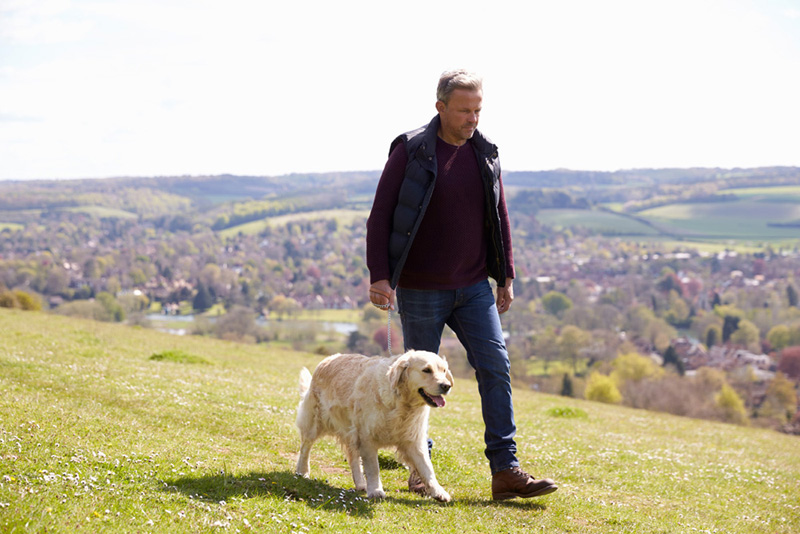 Mature Man Taking Golden Retriever For Walk In Countryside