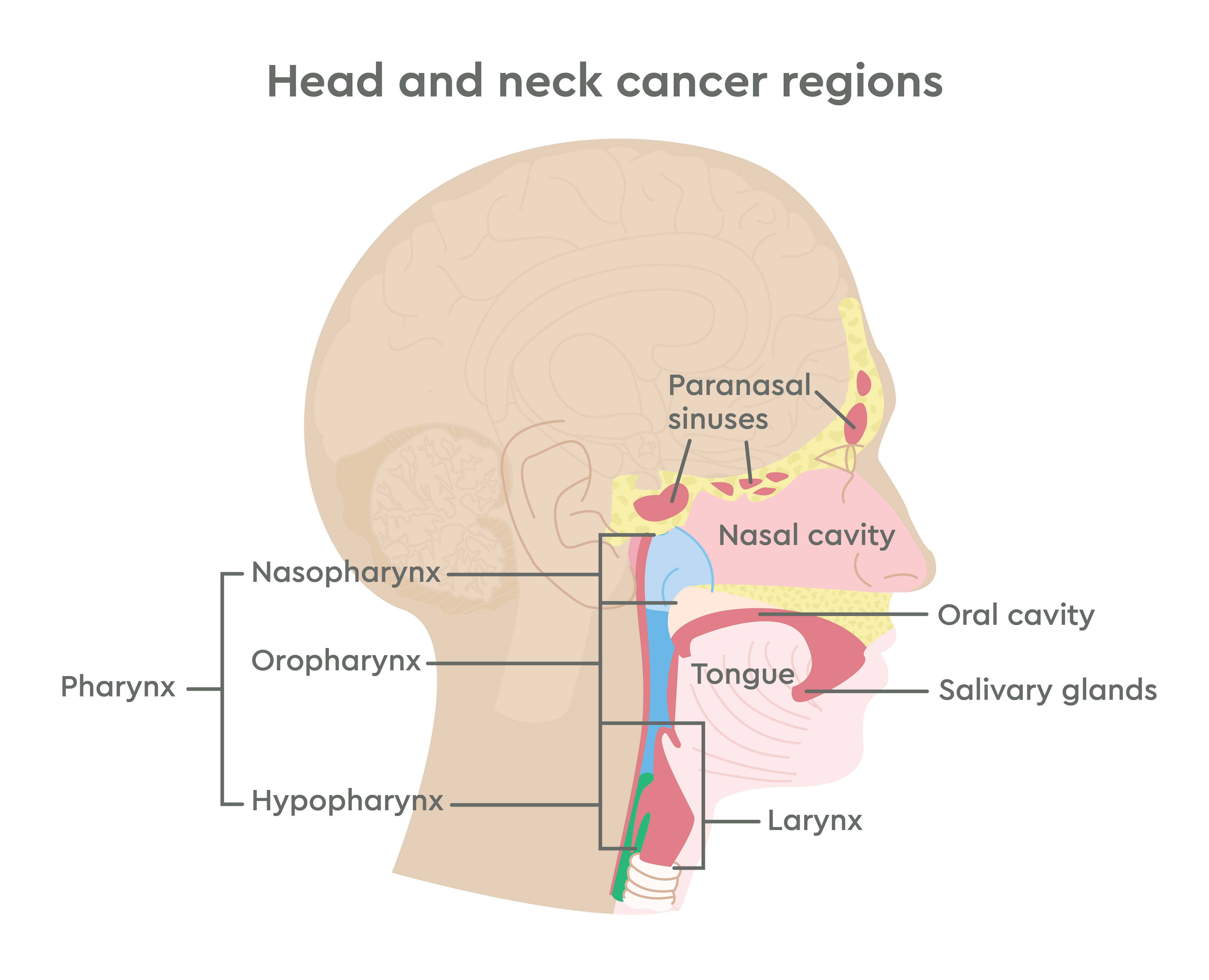 GC-Illustration--Head and Neck Cancer Regions