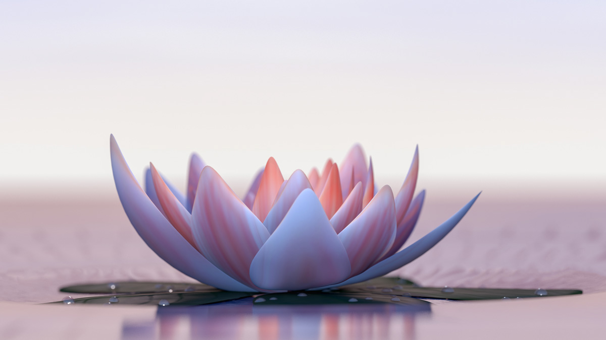 a lotus flower good for relaxation (3d rendering)