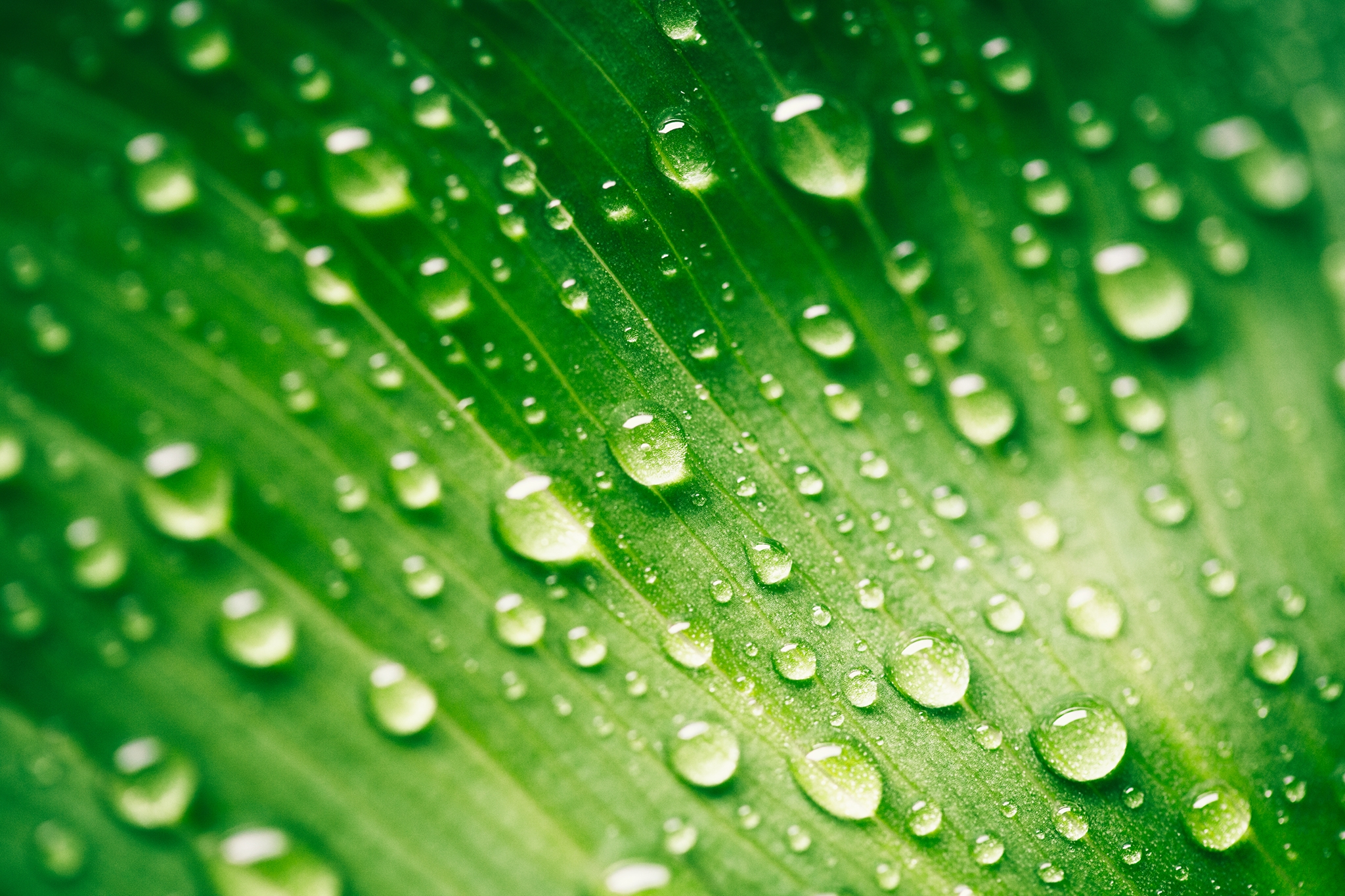 Green leaf with waterdrops