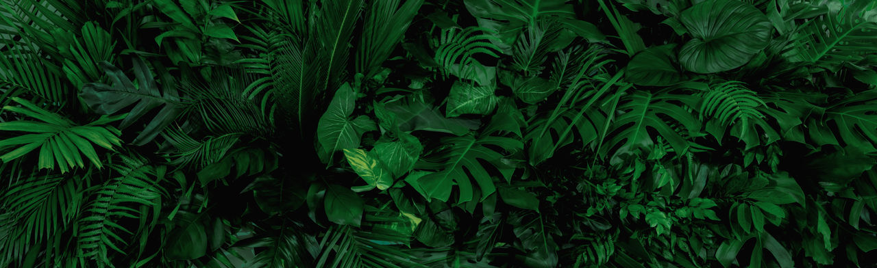 Group background of dark green tropical leaves ( monstera, palm, coconut leaf, fern, palm leaf,bananaleaf) Panorama background. concept of nature; Shutterstock ID 2024853305; purchase_order: Use up 22/23 credit; job: Use up 22/23 credit; client: Use up 22/23 credit; other: Use up 22/23 credit