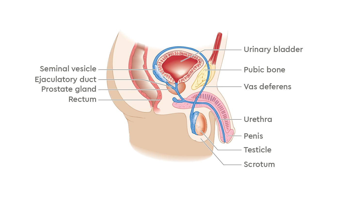Prostate parts