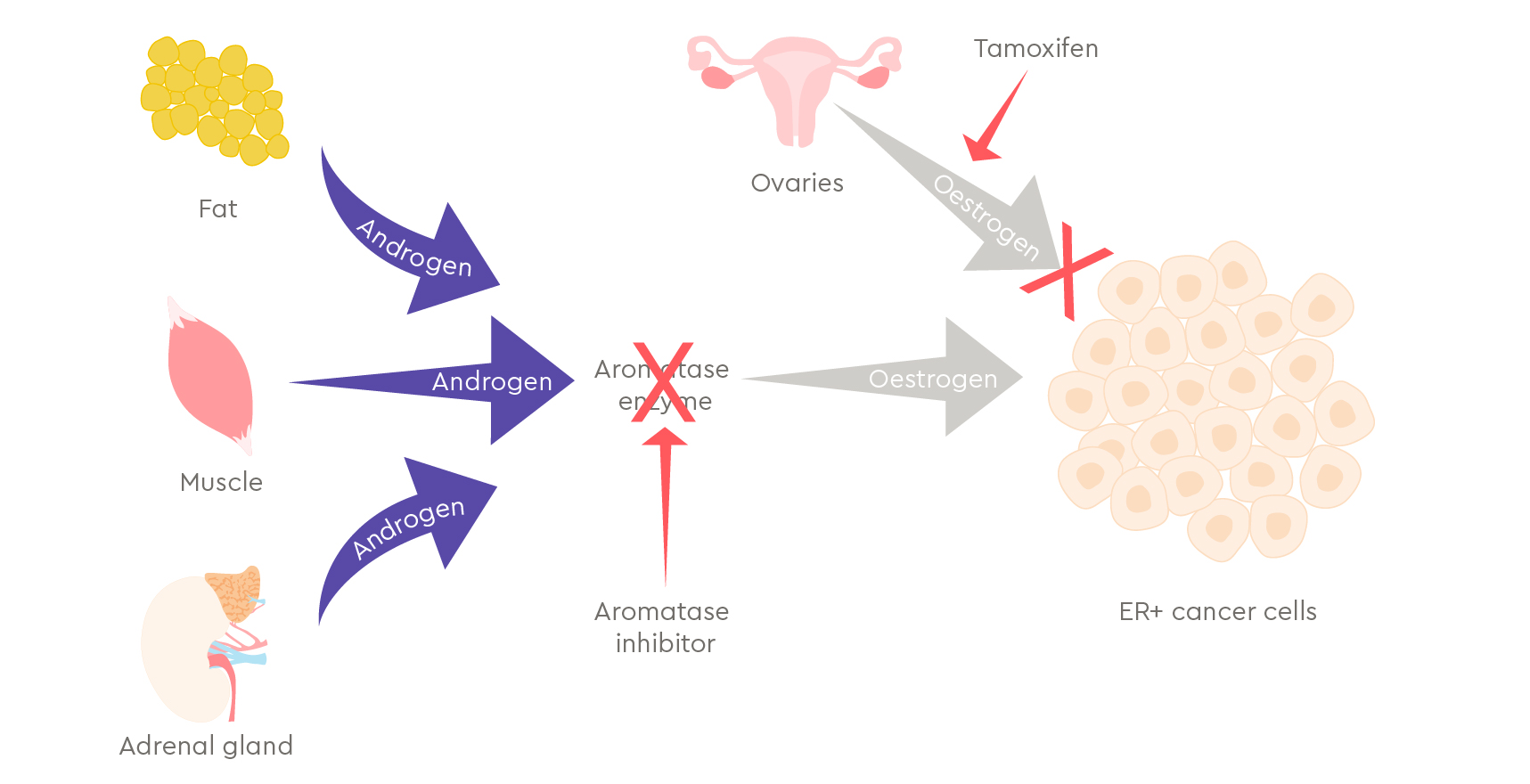 Tamoxifen Cost Uk